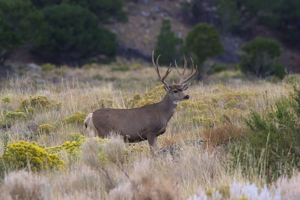 Colorado-04.jpg