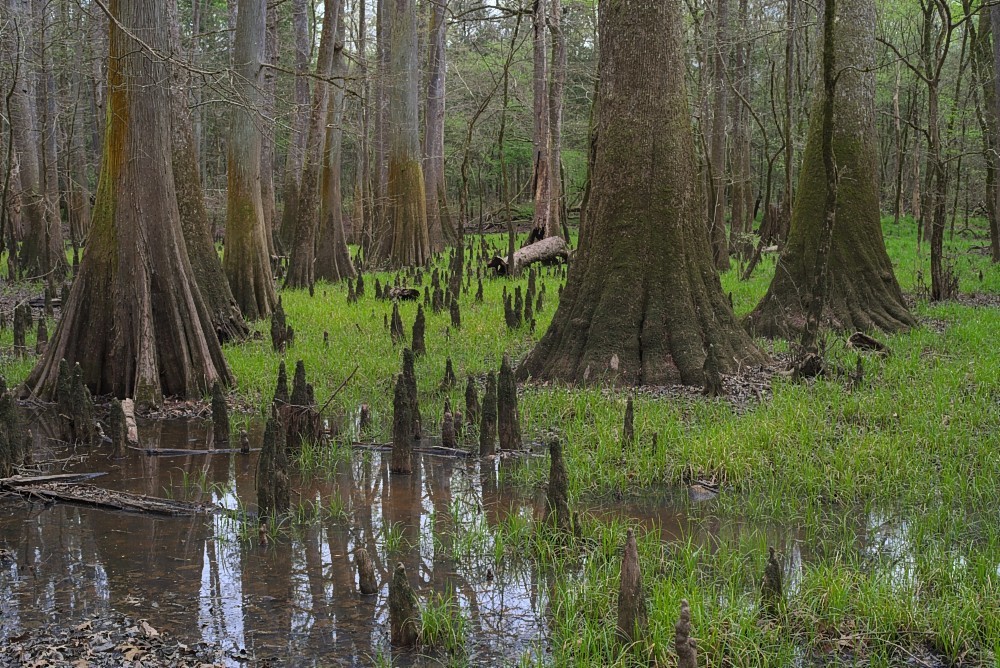 South Carolina